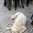 가온동물병원 이미지