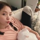 껌딱지펫 이미지