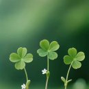 희망재가센터 이미지