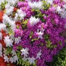 자산홍-100.백산홍-50주 식재 이미지