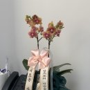 경기도 수원시 팔달구 세지로365번길 | 수원 승진난 축하화분 후기 많은 곳｜풀스토리 서양난