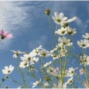 북천꽃단지 이미지