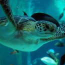 [스압주의 / BGM] 세계여행 시리즈 9편 - 도심 속의 바다, 세계의 수족관 (Aquarium) 이미지
