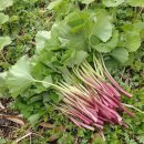 웃골 | 머위 효능 제대로 알고 마신 후 놀랐어요 — 웃골농원 머위차 리뷰