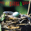 뻐꾸기복사 이미지