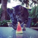 고양이는외계인 이미지