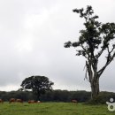 방목목장 이미지