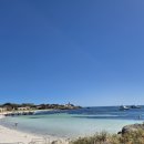 푸푸아일랜드 | 퍼스여행- 쿼카섬 로트네스트 아일랜드 페리 앤 버스투어