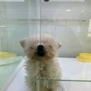 동탄강아지분양 도그데이 이미지