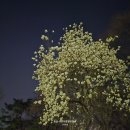 2025 올림픽공원 성내천 실시간 벚꽃 근황
