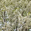 상주초교 이미지