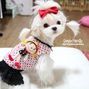 코튼독
