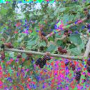 훈장님팜 이미지