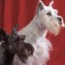 행복한강아지 이미지