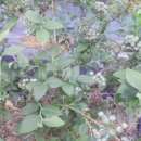 벽진농장 이미지