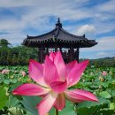 ♡함안연꽃공원 및 고려동 배롱나무꽃 이미지