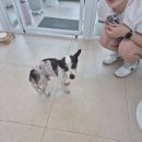 보들하이 이미지