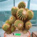 다육사랑화원 이미지