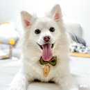 해피덕가죽;마크라메공방 | 해피해피공방 가죽 리본 강아지인식표