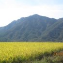 간전중앙로 이미지