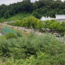 에코랜드수영장 축구장 이미지