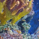 온리한의원 | 다산 신도시 온리한의원 진료후기 올리앤 맛집 추천