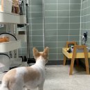 펫 달:리(Pet Dal:Li) | Pet Dal:Ly 펫달리 구미애견미용 송정동애견미용 형곡동애견미용 원평동애견미용 믹스견;콩콩이