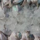 12/23일 목포수협 경매현황✅️ 선도 최강 자랭이병어 4미 특대먹갈치 갑오징어 자연산우럭 특대사이즈 풀치 경매받았습니다. !선도최강! 이미지