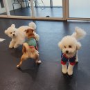 힐링독 반려견센터 이미지