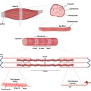 근위축 muscle atrophy 기전 이미지