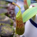 1월 31일의 꽃은 '네벤데스 (Tropical pitcher plant)' 이미지