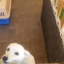 강아지를 미용하는 여자 이미지