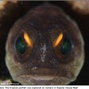 데일리 피쉬 이미지