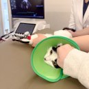 앨리스in동물병원 | 동동심(동탄동물심장병원), 동물 심장병 전문병원에서 고양이 심장 및건강검진 받은 솔직 후기