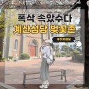 2017050 | 대구 폭삭속았수다 계산성당 벚꽃, 카페, 주차장