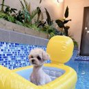 힐스톤애견풀빌라 이미지