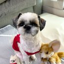 강아지 쿨링 여름옷 추천! 빵빵옷장 쿨나시티 후기 (효과, 꿀팁)