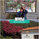 위미2리 | 제주도 동백꽃 명소 위미 동박낭 가성비 인생샷