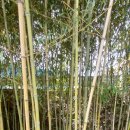 대나무숲길 이미지