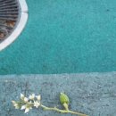 광장코아 앞 이미지