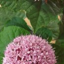 꽃누리장나무[Clerodendrum bungei] 자수정꽃나무 이미지