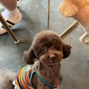 바오그루밍 이미지