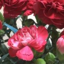 파리바게뜨 대공원점 이미지