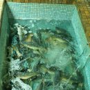 달성횟집식당 이미지