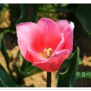 꽃잔치 - 고양시 덕양구 화신로 102 | 꽃잔치