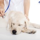 우리아이 동물메디컬센터 이미지