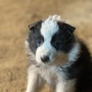 폼스하우스 이미지