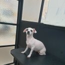 멍멍닷컴 이미지