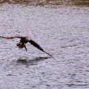 오리사냥 이미지