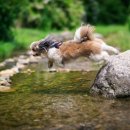 안녕, 내강아지 이미지